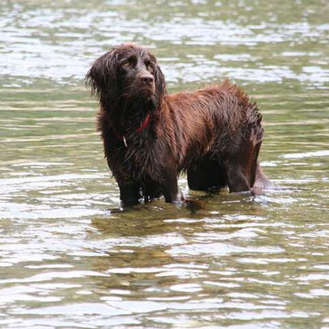 Duitse Staande Hond, Langhaar