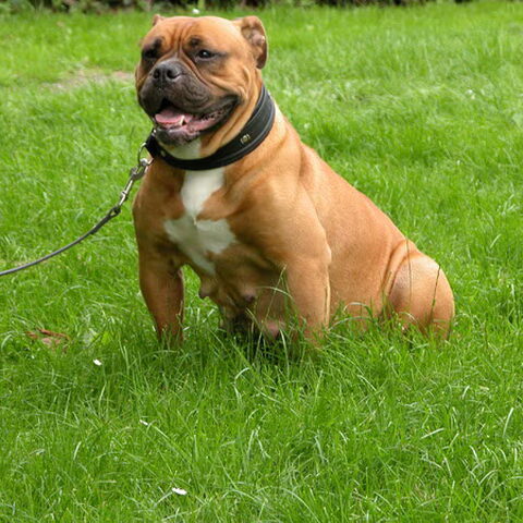 Old English Bulldog