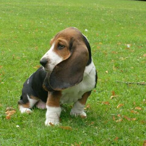 Basset Hound
