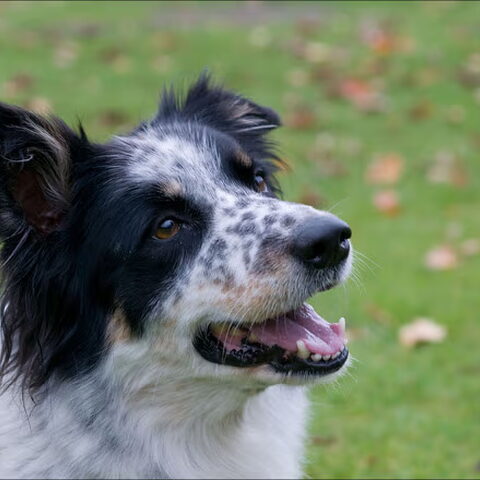 Border Collie