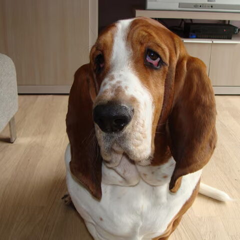 Basset Hound
