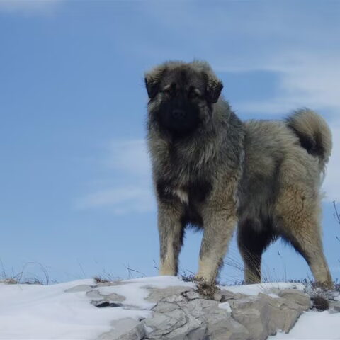 Sarplaninac