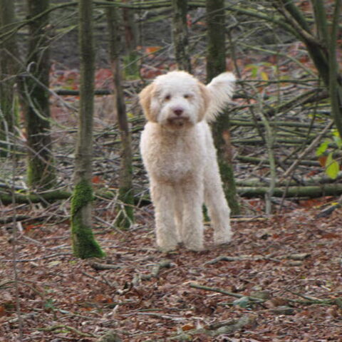 Lagotto Romagnolo