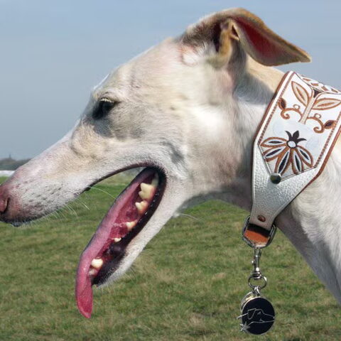 Galgo Español