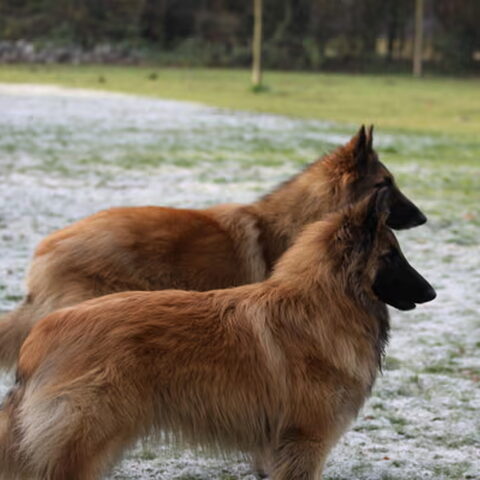 Tervuerense Herder