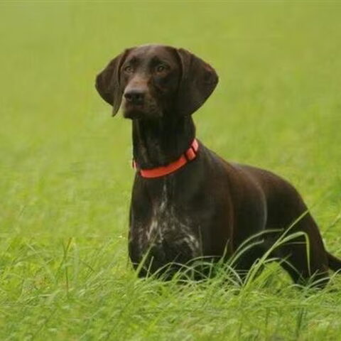 Duitse Staande Hond, Korthaar