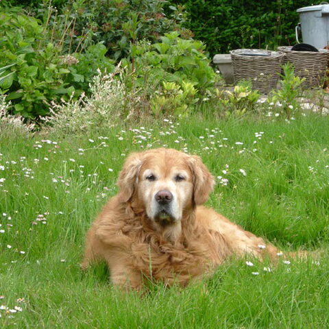 Golden Retriever