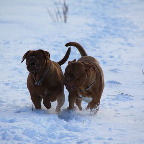 Bordeauxdog