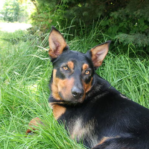 Australian Kelpie