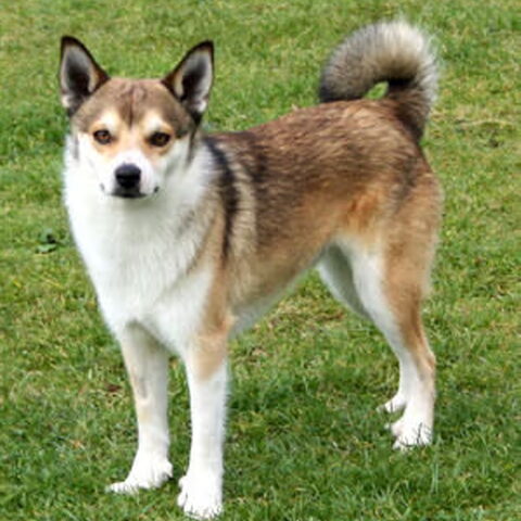 Noorse lundehond