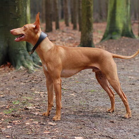 Cirneco dellEtna