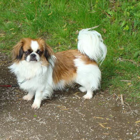 Japanse Spaniel