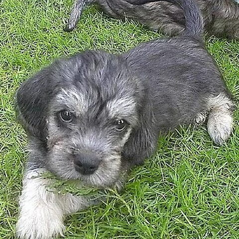 Dandie Dinmont Terriër