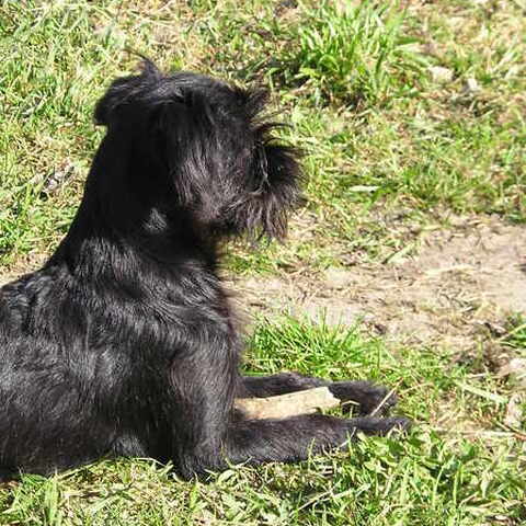 Griffon Bruxellois