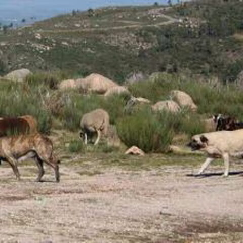 Cao Serra Da Estrela