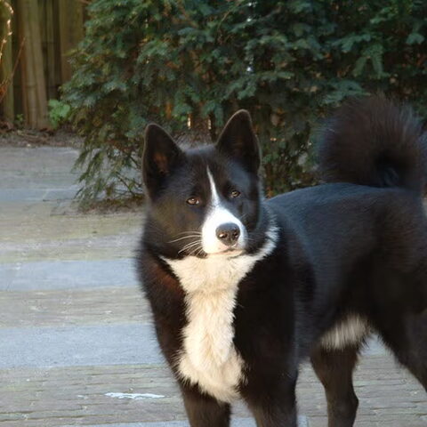 Karelische Berenhond