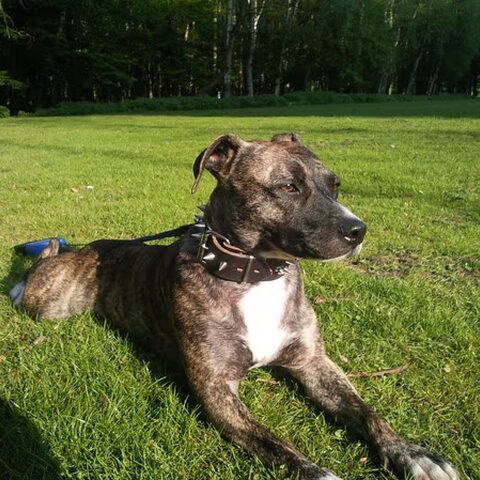 Staffordshire Bull Terrier