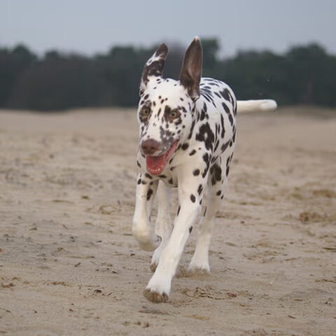 Dalmatische hond