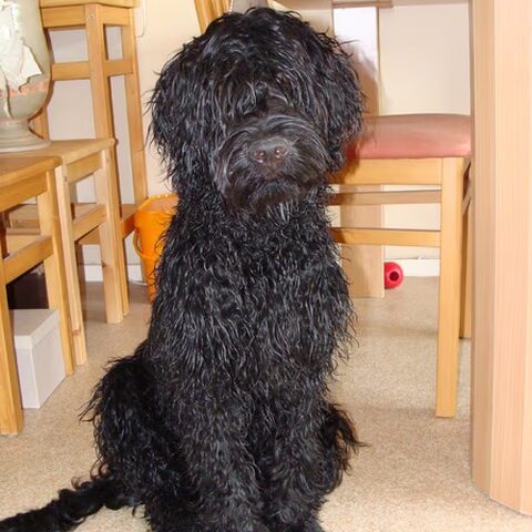 Portugese Waterhond