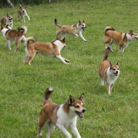 Noorse lundehond