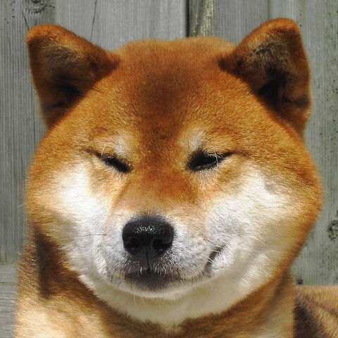 Shiba Inu