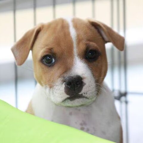 Staffordshire Bull Terrier
