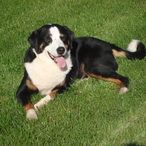 Appenzeller Sennenhond