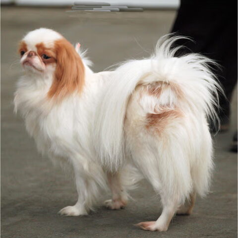 Japanse Spaniel