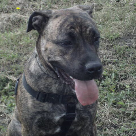 Dogo Canario
