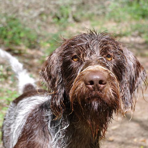 Duitse Staande Hond, Draadhaar