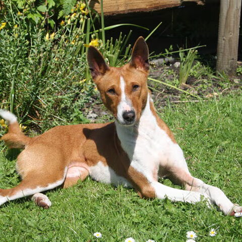 Basenji