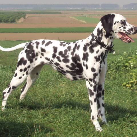 Dalmatische hond