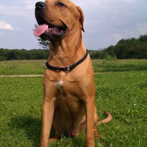 Dogo Canario