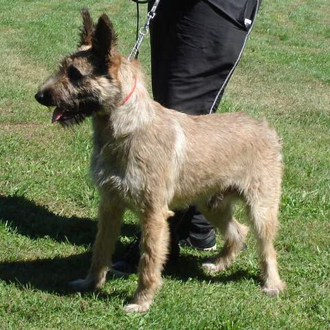 Bouvier des Ardennes