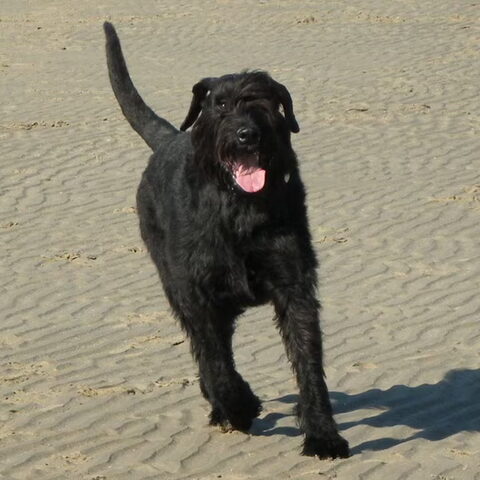 Riesenschnauzer, zwart