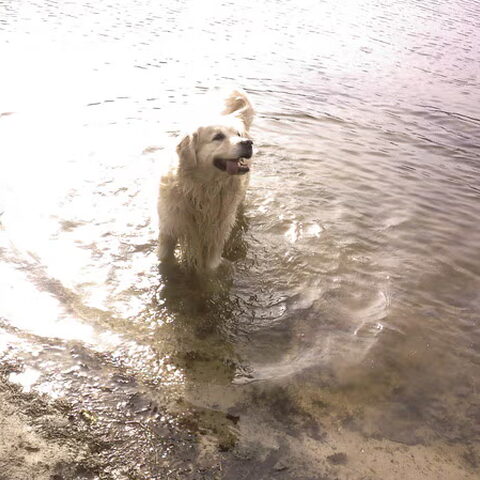 Golden Retriever