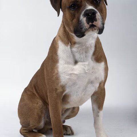 Amerikaanse Bulldog