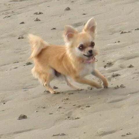 Chihuahua, langhaar