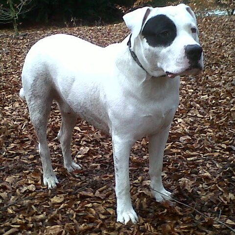 Dogo Argentino