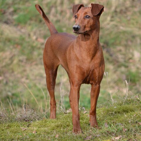 Duitse Pinscher