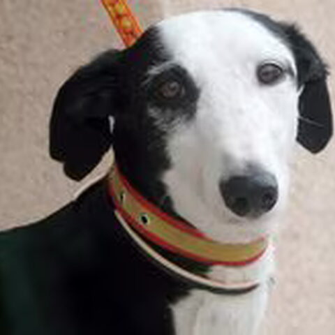Galgo Español