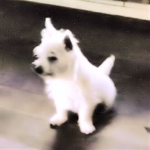 West Highland White Terrier