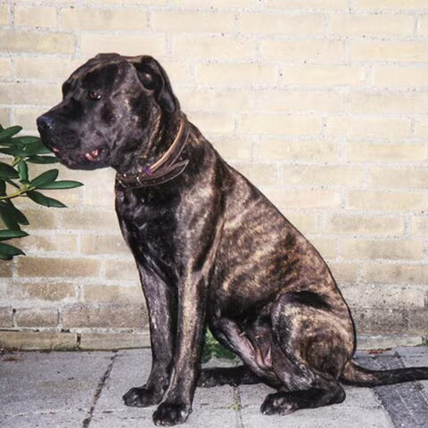 Dogo Canario