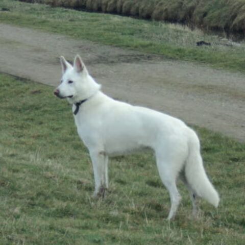 Zwitserse Witte Herdershond
