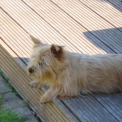 Norwich Terrier