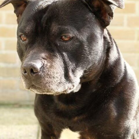 Staffordshire Bull Terrier