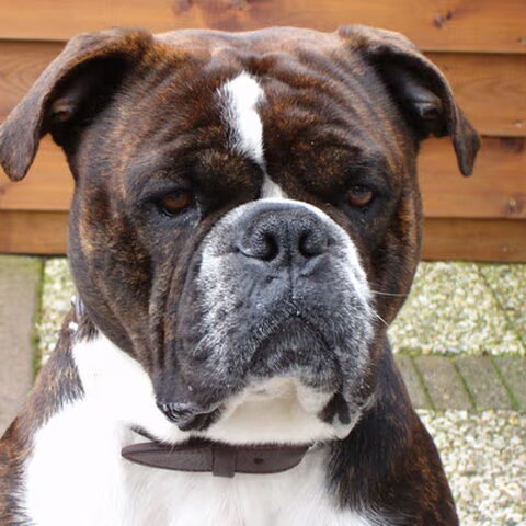 Old English Bulldog