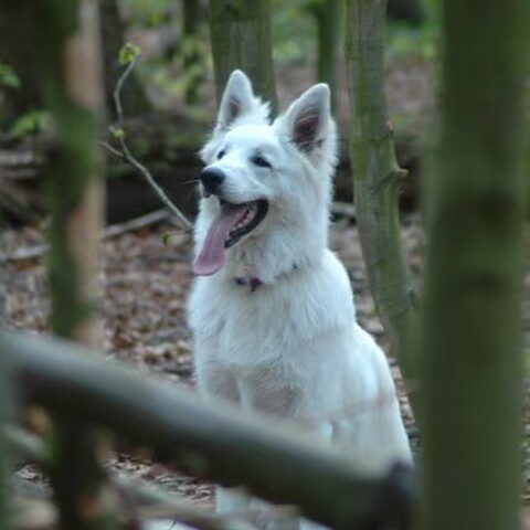 Zwitserse Witte Herdershond