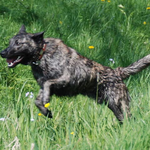 Hollandse Herdershond, korthaar