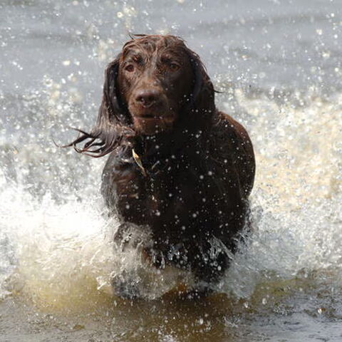 Duitse Staande Hond, Langhaar